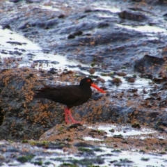 Haematopus fuliginosus at Culburra Beach, NSW - 2 Sep 2024