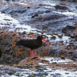 Haematopus fuliginosus at Culburra Beach, NSW - 2 Sep 2024