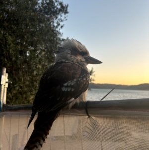Dacelo novaeguineae at Palm Beach, NSW - 2 Sep 2024 05:24 PM