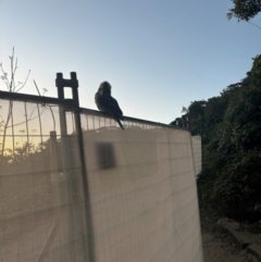 Dacelo novaeguineae at Palm Beach, NSW - 2 Sep 2024 05:24 PM