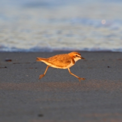 Anarhynchus ruficapillus (Red-capped Plover) at Shoalhaven Heads, NSW - 31 Aug 2024 by MB