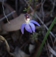 Cyanicula caerulea at Aranda, ACT - suppressed