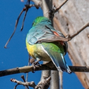 Psephotus haematonotus at Tamworth, NSW - 11 Aug 2024