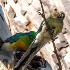 Psephotus haematonotus at Tamworth, NSW - 11 Aug 2024 10:20 AM