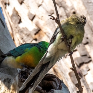 Psephotus haematonotus at Tamworth, NSW - 11 Aug 2024