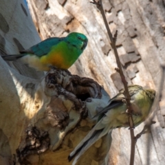 Psephotus haematonotus at Tamworth, NSW - 11 Aug 2024