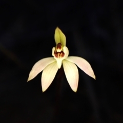 Caladenia fuscata at Aranda, ACT - suppressed