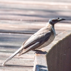 Philemon corniculatus (Noisy Friarbird) at Seventeen Seventy, QLD - 31 Jul 2024 by Petesteamer