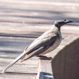 Philemon corniculatus at Seventeen Seventy, QLD - 31 Jul 2024