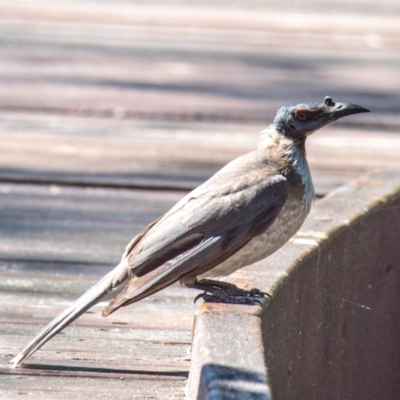 Philemon corniculatus (Noisy Friarbird) at Seventeen Seventy, QLD - 31 Jul 2024 by Petesteamer