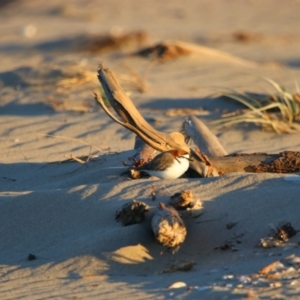 Anarhynchus ruficapillus at Comerong Island, NSW - 31 Aug 2024