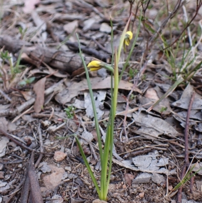 Diuris chryseopsis (Golden Moth) at Cook, ACT - 2 Sep 2024 by CathB