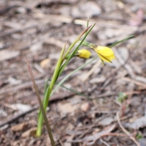 Diuris chryseopsis at Cook, ACT - suppressed