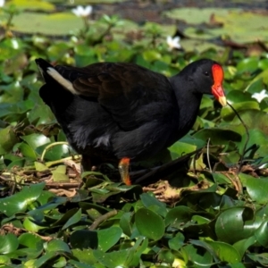 Gallinula tenebrosa at Mon Repos, QLD - 1 Jul 2024