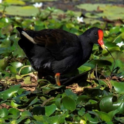 Gallinula tenebrosa (Dusky Moorhen) at Mon Repos, QLD - 1 Jul 2024 by Petesteamer