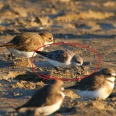 Calidris ruficollis (Red-necked Stint) at Comerong Island, NSW - 4 Sep 2024 by MB