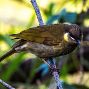 Meliphaga lewinii at Bargara, QLD - 1 Jul 2024