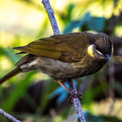 Meliphaga lewinii (Lewin's Honeyeater) at Bargara, QLD - 1 Jul 2024 by Petesteamer