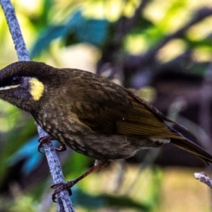 Meliphaga lewinii at Bargara, QLD - 1 Jul 2024