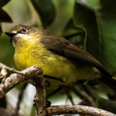 Gerygone palpebrosa (Fairy Gerygone) at Bargara, QLD - 1 Jul 2024 by Petesteamer