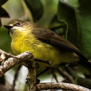 Gerygone palpebrosa at Bargara, QLD - 1 Jul 2024 03:08 PM