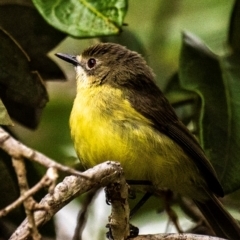 Gerygone palpebrosa at Bargara, QLD - 1 Jul 2024