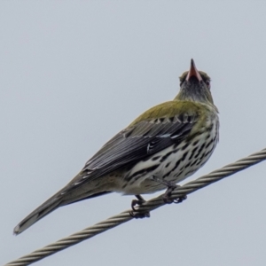 Oriolus sagittatus at Mon Repos, QLD - 1 Jul 2024