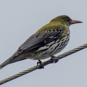 Oriolus sagittatus at Mon Repos, QLD - 1 Jul 2024