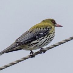 Oriolus sagittatus at Mon Repos, QLD - 1 Jul 2024 03:54 PM