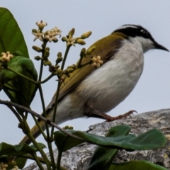 Melithreptus albogularis (White-throated Honeyeater) at Bargara, QLD - 1 Jul 2024 by Petesteamer