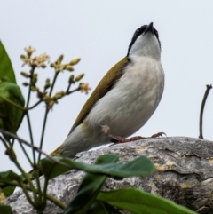 Melithreptus albogularis at Bargara, QLD - 1 Jul 2024