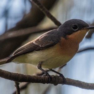 Myiagra rubecula at Bargara, QLD - 1 Jul 2024