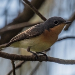 Myiagra rubecula at Bargara, QLD - 1 Jul 2024