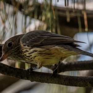 Pachycephala rufiventris at Bargara, QLD - 1 Jul 2024