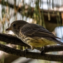 Pachycephala rufiventris at Bargara, QLD - 1 Jul 2024