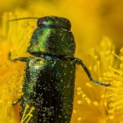 Melobasis obscurella (Obscurella jewel beetle) at Aranda, ACT - 4 Sep 2024 by Miranda