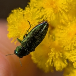 Melobasis obscurella at Aranda, ACT - 4 Sep 2024 12:48 PM