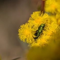 Melobasis obscurella at Aranda, ACT - 4 Sep 2024 12:48 PM