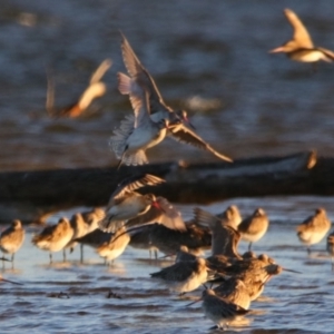 Limosa lapponica at Shoalhaven Heads, NSW - 31 Aug 2024