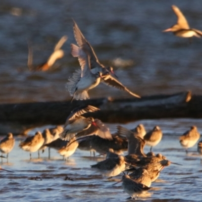 Limosa lapponica (Bar-tailed Godwit) at Shoalhaven Heads, NSW - 31 Aug 2024 by MB