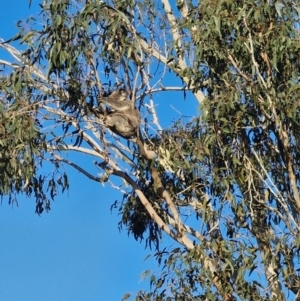 Phascolarctos cinereus at Woodburn, NSW - 4 Sep 2024