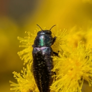 Melobasis thoracica at Aranda, ACT - 4 Sep 2024 12:56 PM