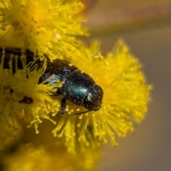 Melobasis thoracica at Aranda, ACT - 4 Sep 2024 12:56 PM