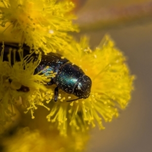 Melobasis thoracica at Aranda, ACT - 4 Sep 2024 12:56 PM