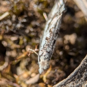 Dascia sagittifera at Aranda, ACT - 4 Sep 2024