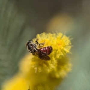 Lasioglossum (Parasphecodes) sp. (genus & subgenus) at Aranda, ACT - 4 Sep 2024