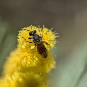 Lasioglossum (Parasphecodes) sp. (genus & subgenus) at Aranda, ACT - 4 Sep 2024 12:44 PM