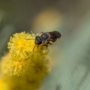 Lasioglossum (Parasphecodes) sp. (genus & subgenus) at Aranda, ACT - 4 Sep 2024 12:44 PM