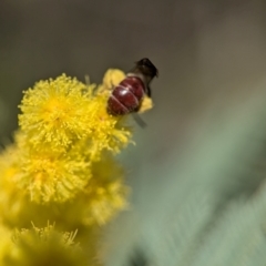 Lasioglossum (Parasphecodes) sp. (genus & subgenus) at Aranda, ACT - 4 Sep 2024 12:44 PM