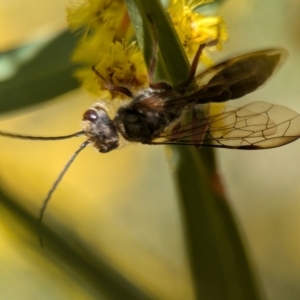 Thynninae (subfamily) at Denman Prospect, ACT - 3 Sep 2024